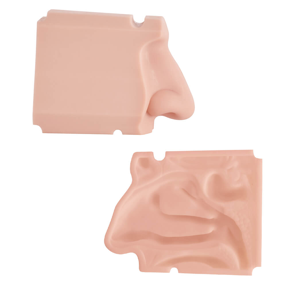 Nasal Cavity Anatomy Model for Surgical Simulation and Swab Practice